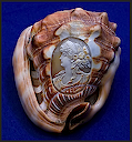 Coquillage sculpté en camée